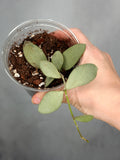 Hoya nummulariodes (Silver)