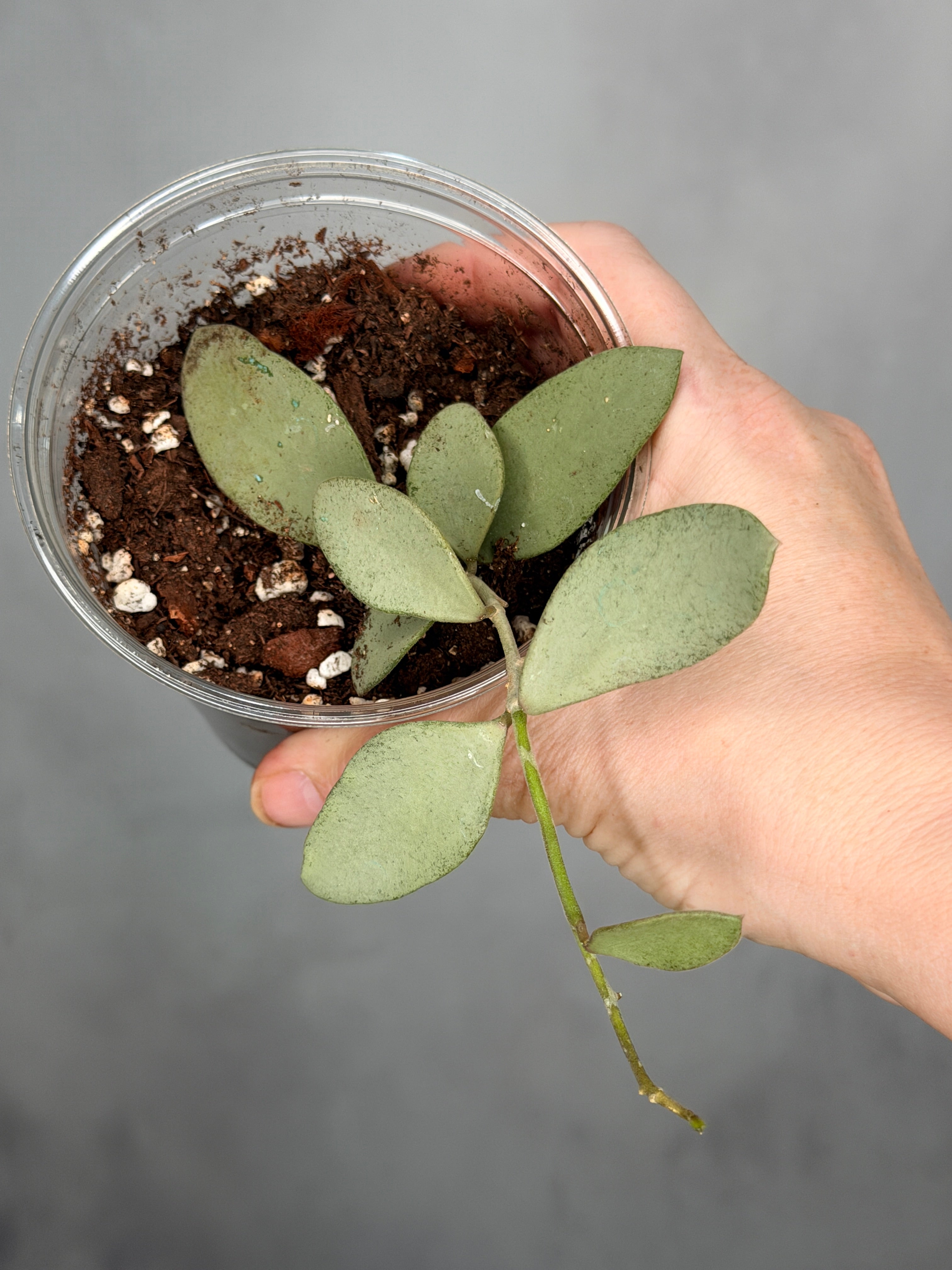Hoya nummulariodes (Silver)