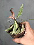 Hoya 'Lori Lynn' 2