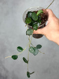 Hoya 'Mathilde' (splash)