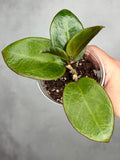 Hoya 'Penny's Treat'