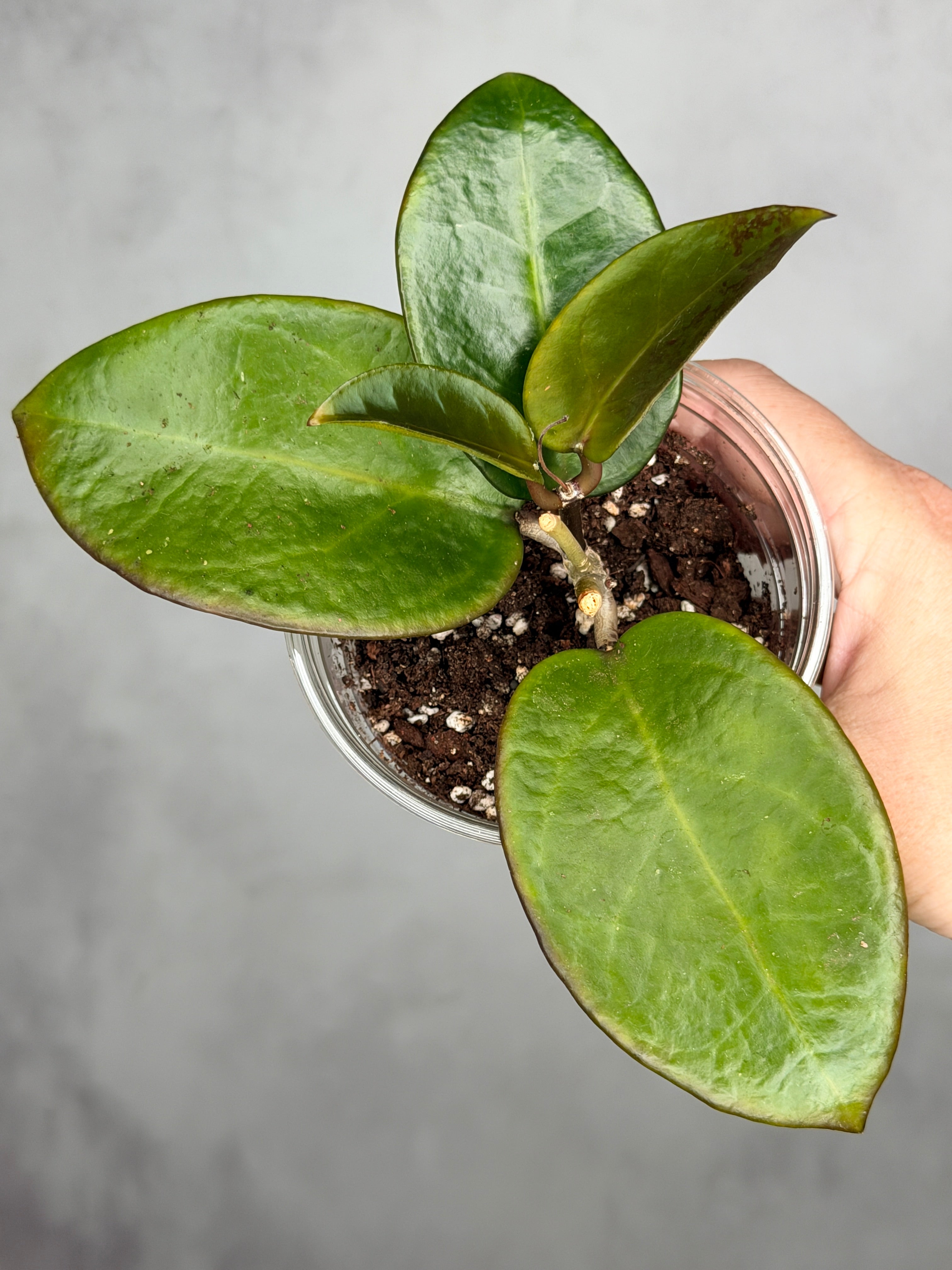Hoya 'Penny's Treat'