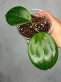Hoya merrillii (round leaf)