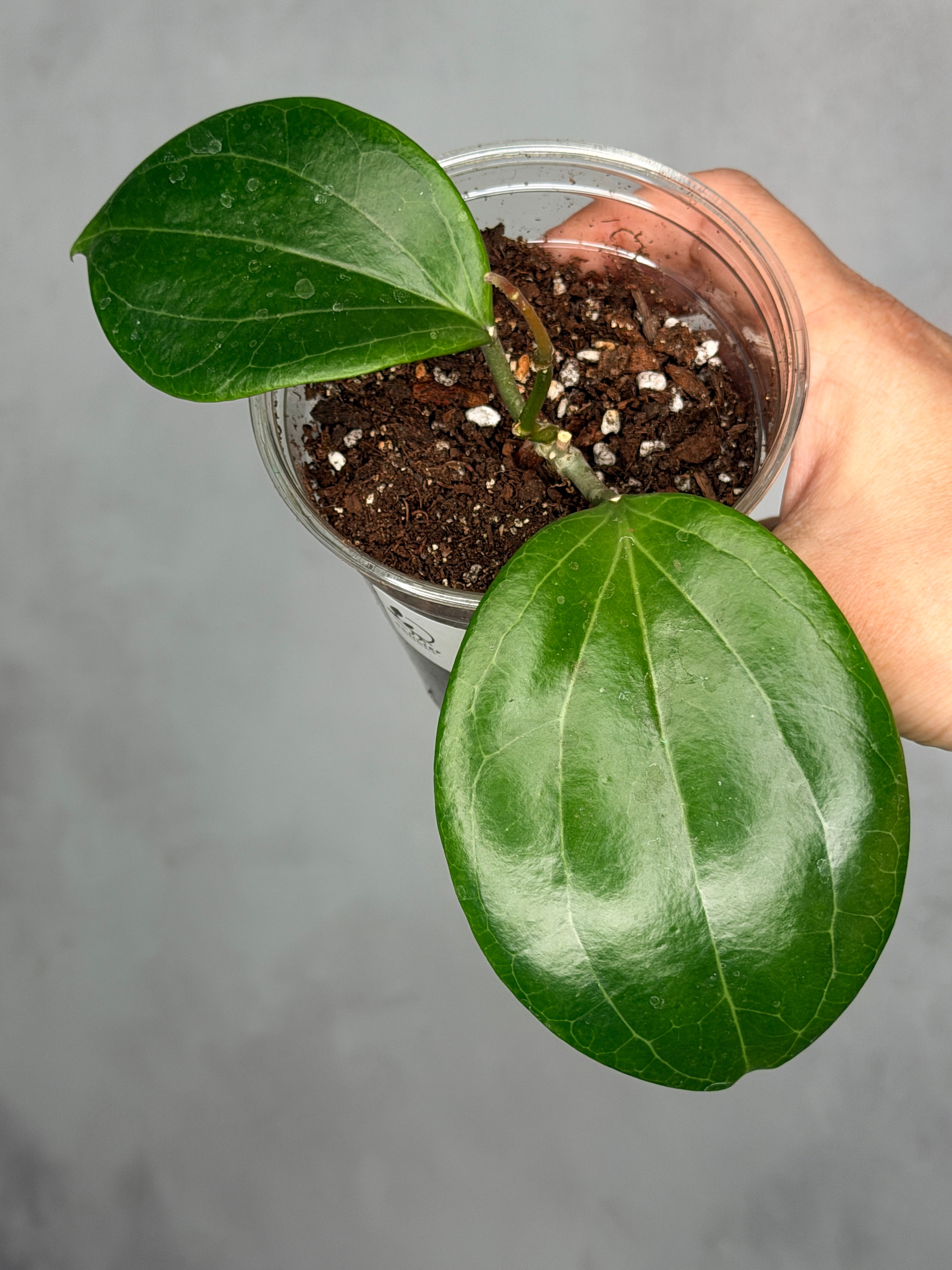 Hoya merrillii (round leaf)