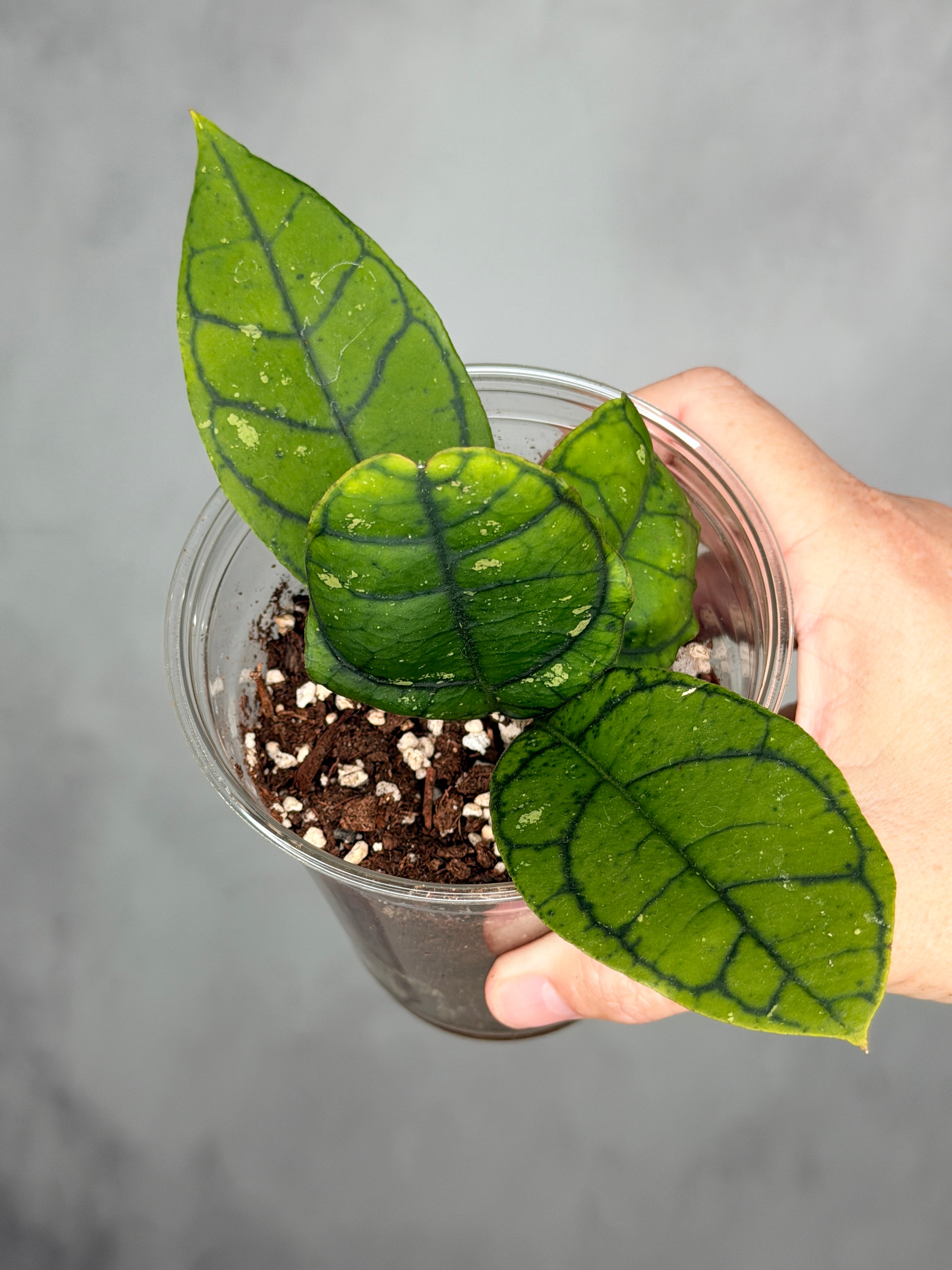 Hoya calistophylla (Kalimantan)