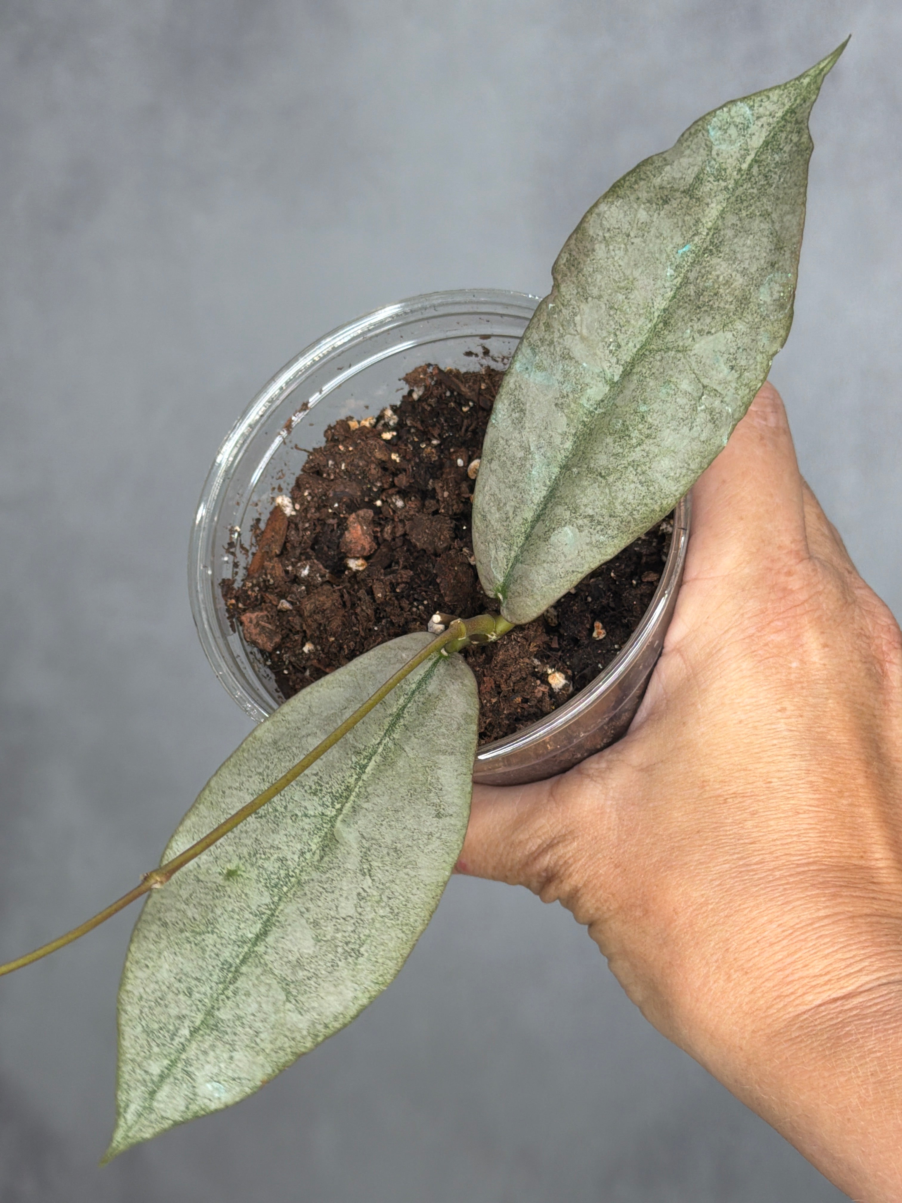 Hoya mitrata (silver)1