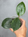 Hoya 'Ms. AnnieLynn'