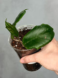 Hoya 'Puerto Beauty'
