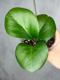 Hoya 'Rhiannon' (SS37-03)