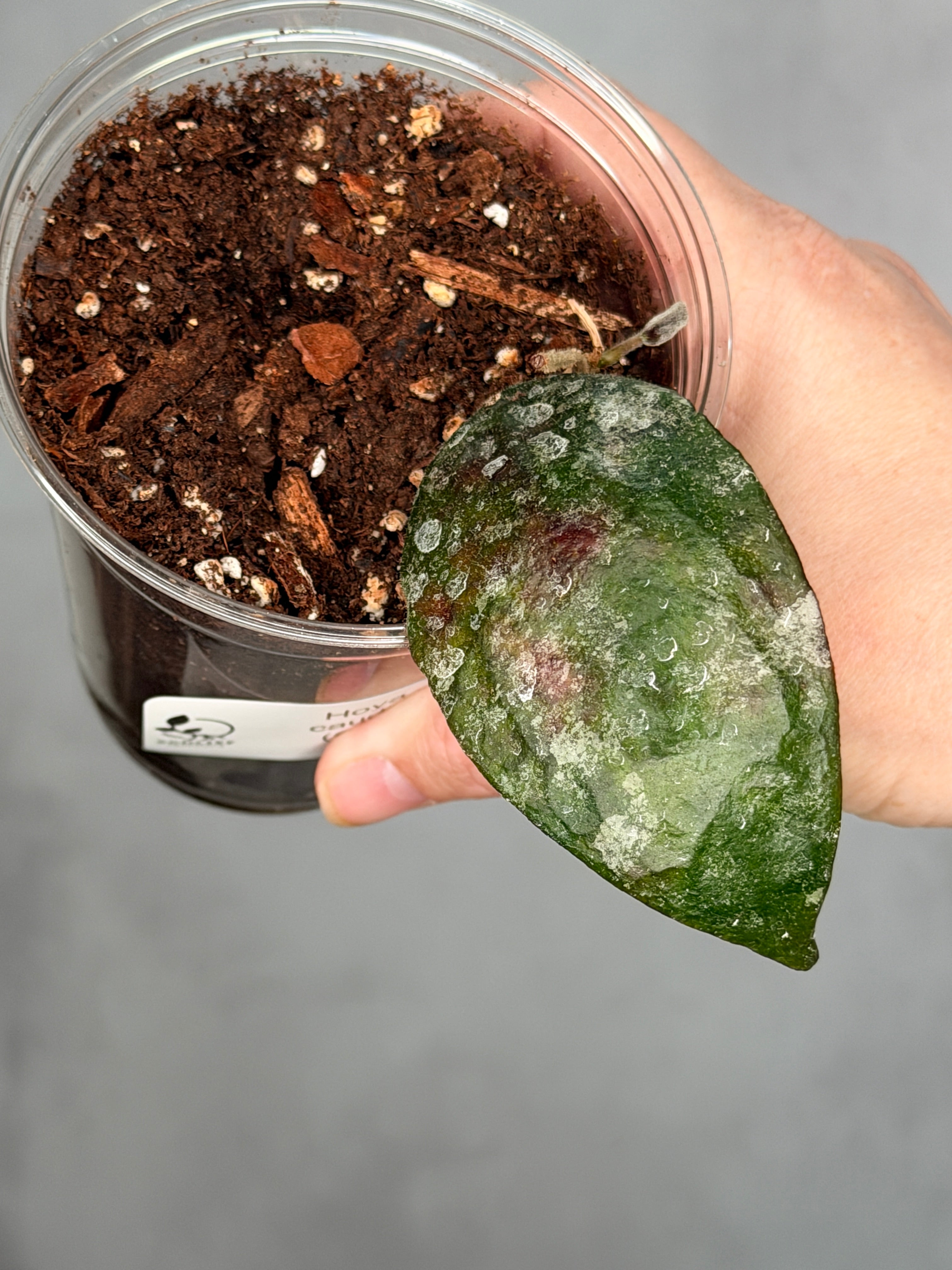 Hoya caudata (Gold)