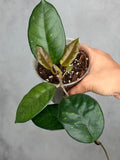 Hoya 'Col. Meekins' 2