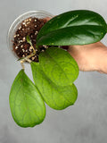 Hoya 'Viola'