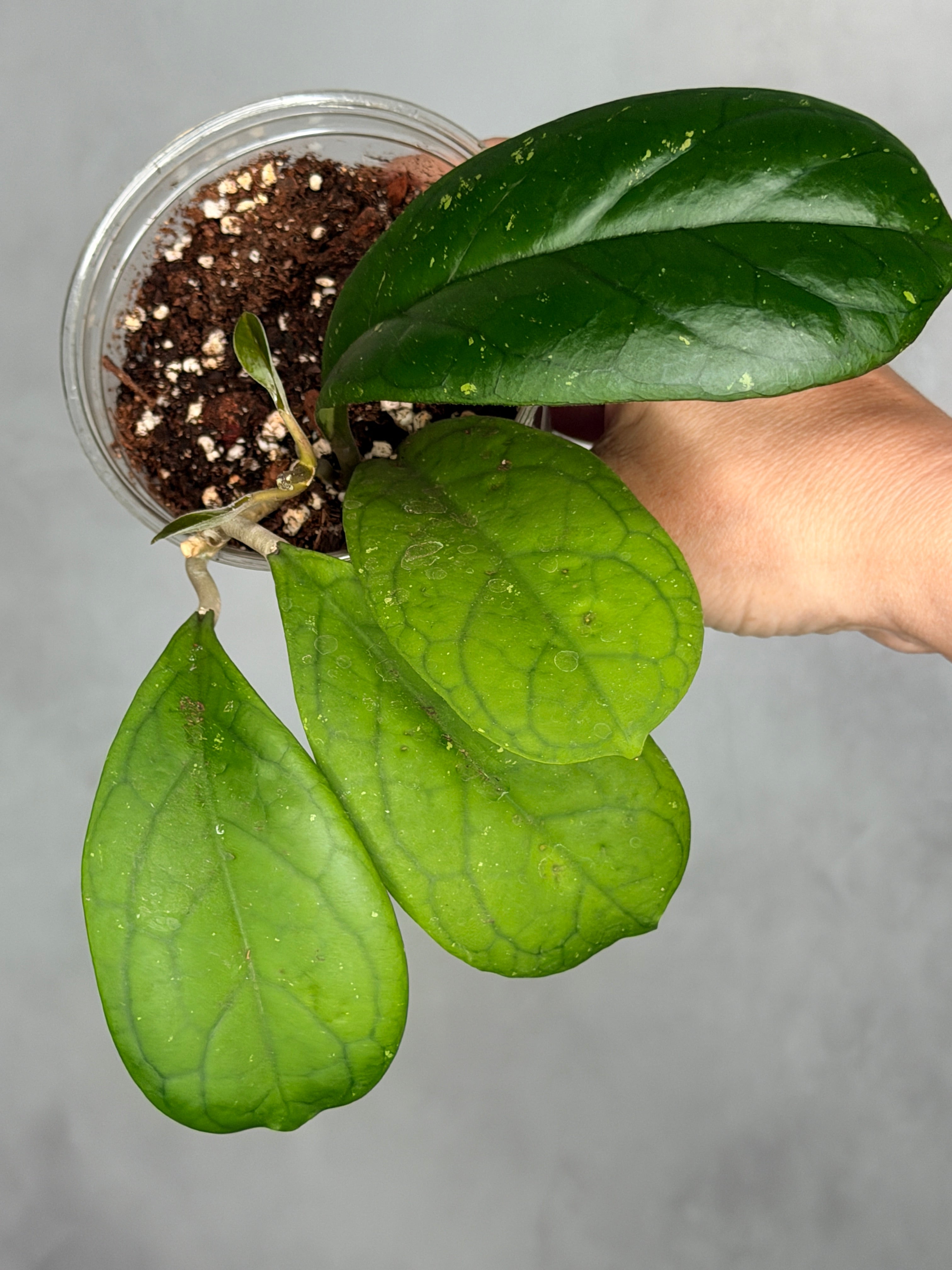 Hoya 'Viola'