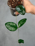 Hoya sp. Lai Chau (Round Leaf)