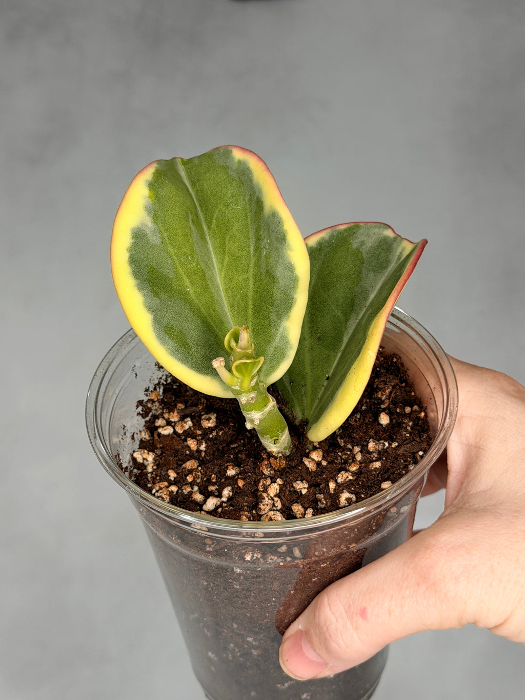 Hoya subquintuplinervis ‘New Moon’