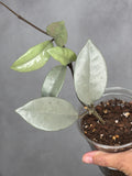 Hoya carnosa 'Wilbur Graves' (silver)