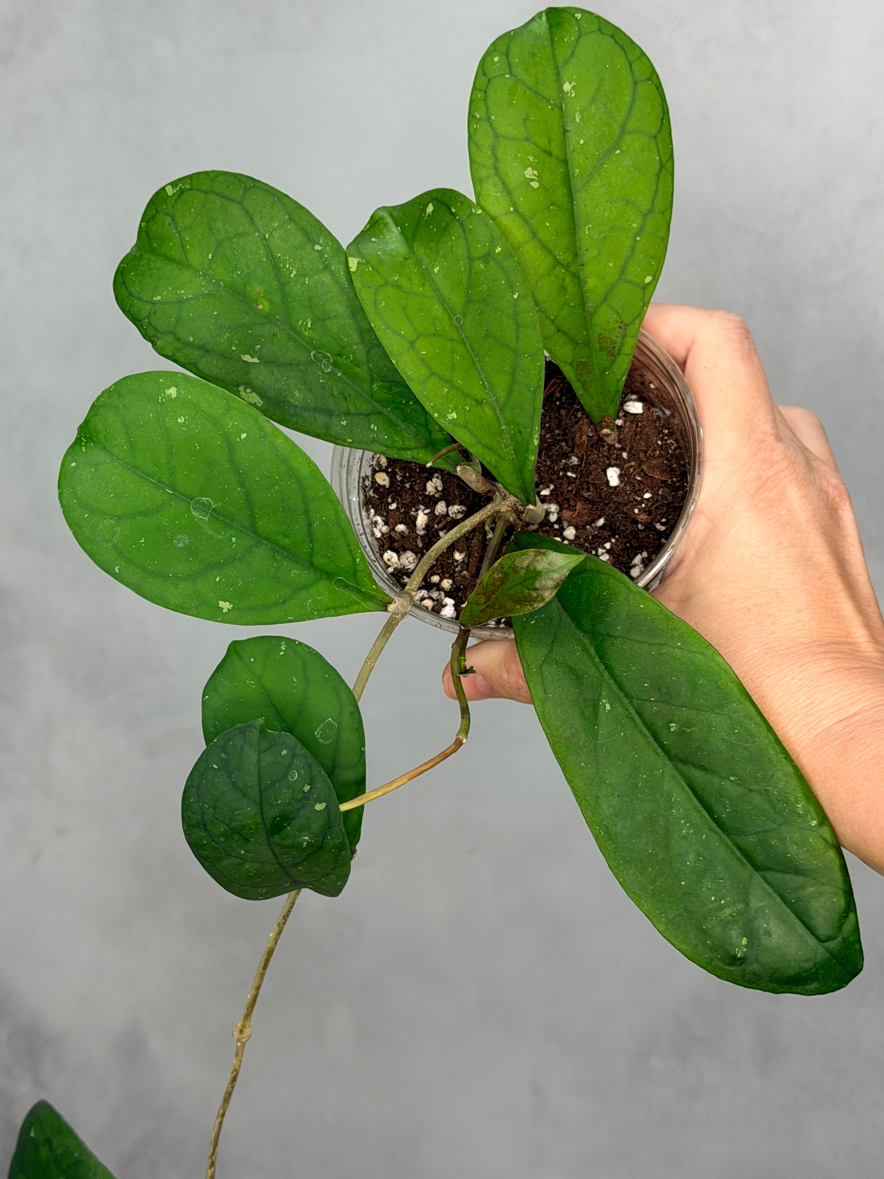 Hoya 'Viola'
