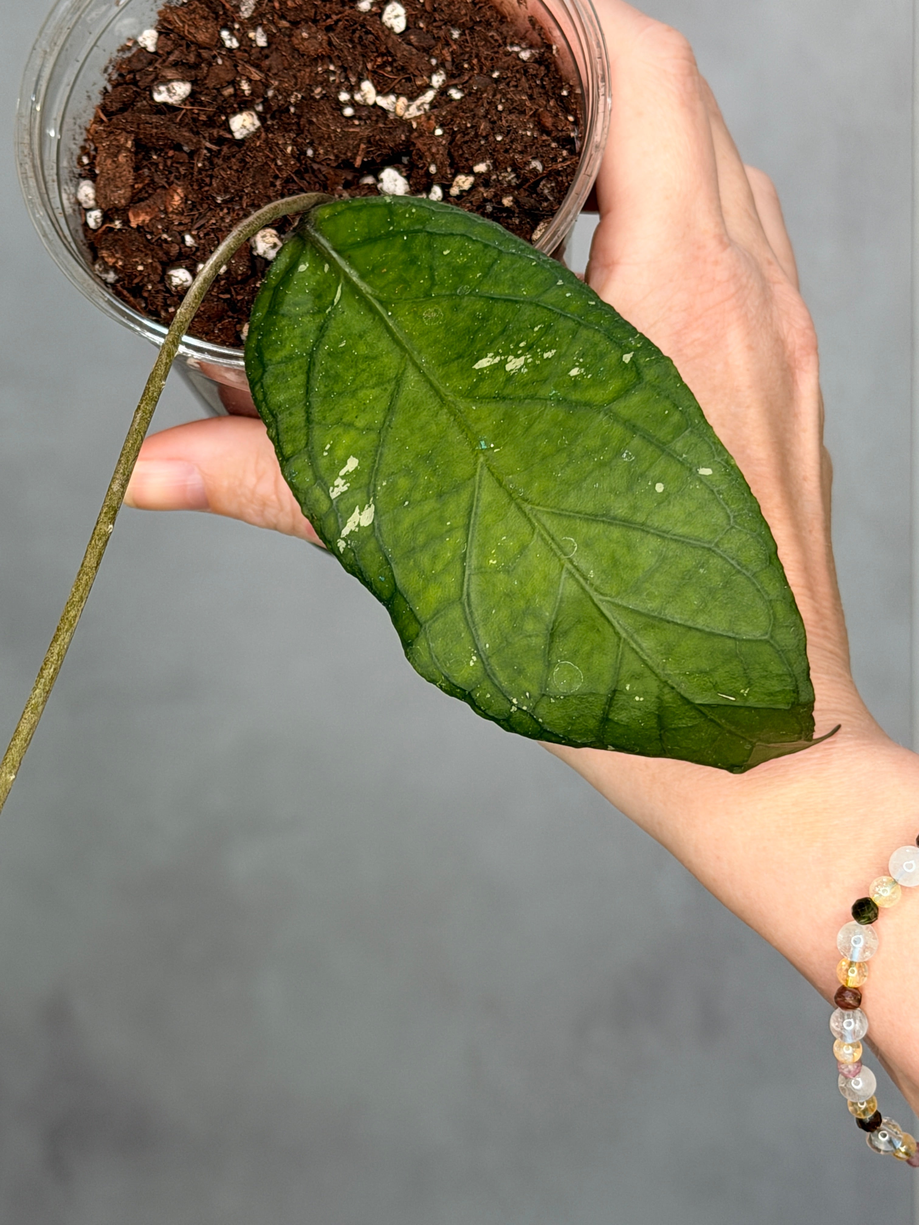 Hoya sp Gampang ‘Elephant Trunk’ b