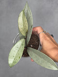 Hoya pubicalyx 'PInk Silver Ghost'
