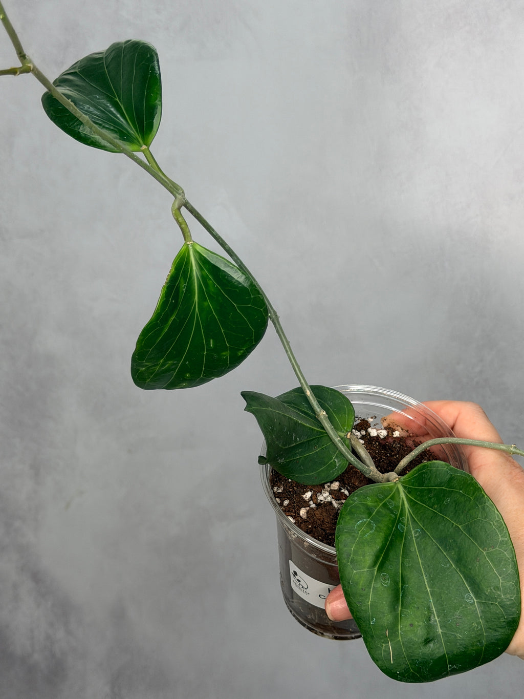 Hoya cominsii