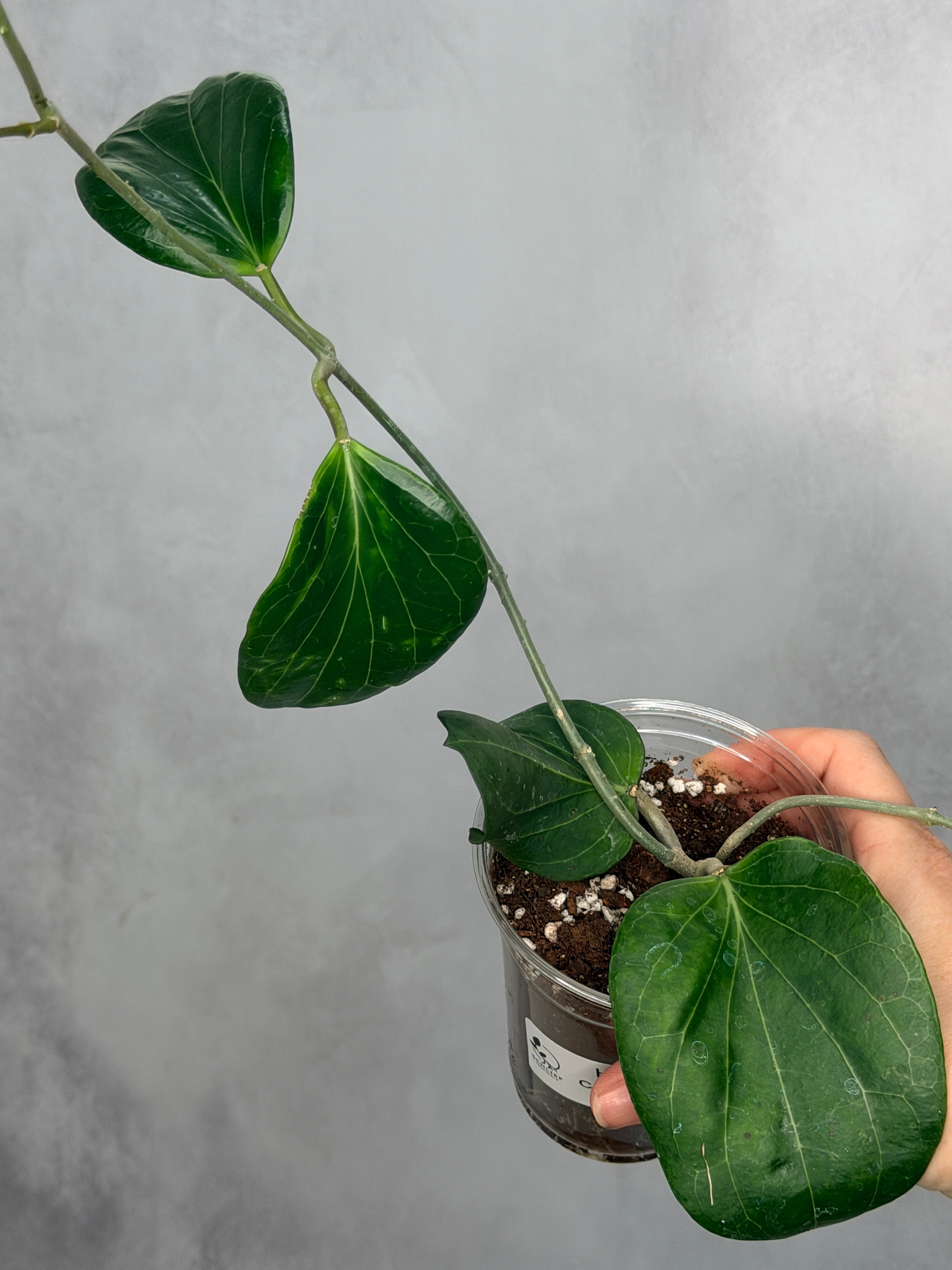 Hoya cominsii