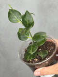 Hoya obscura (outer variegated)