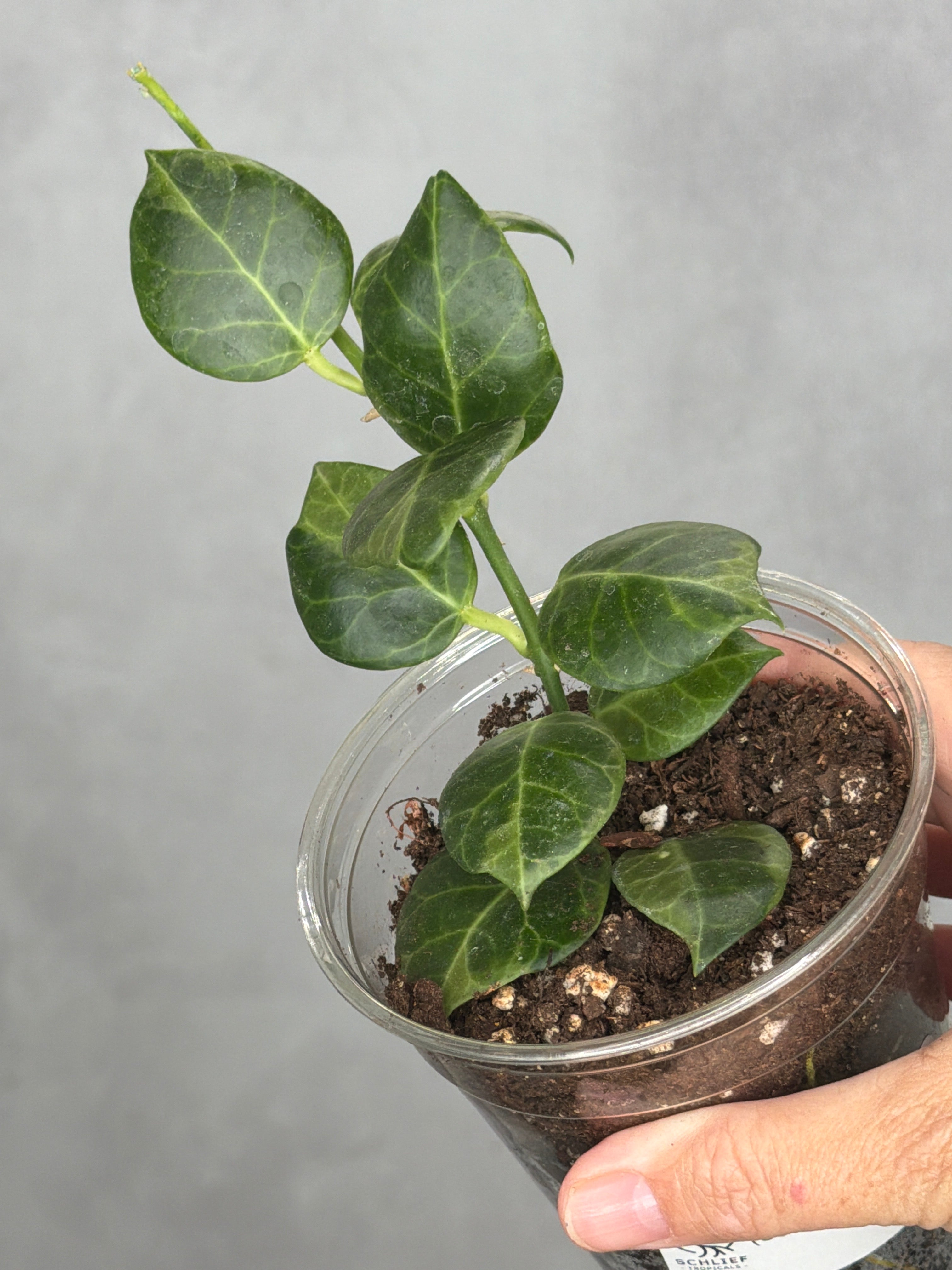 Hoya obscura (outer variegated)