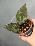 Hoya caudata (Gold)