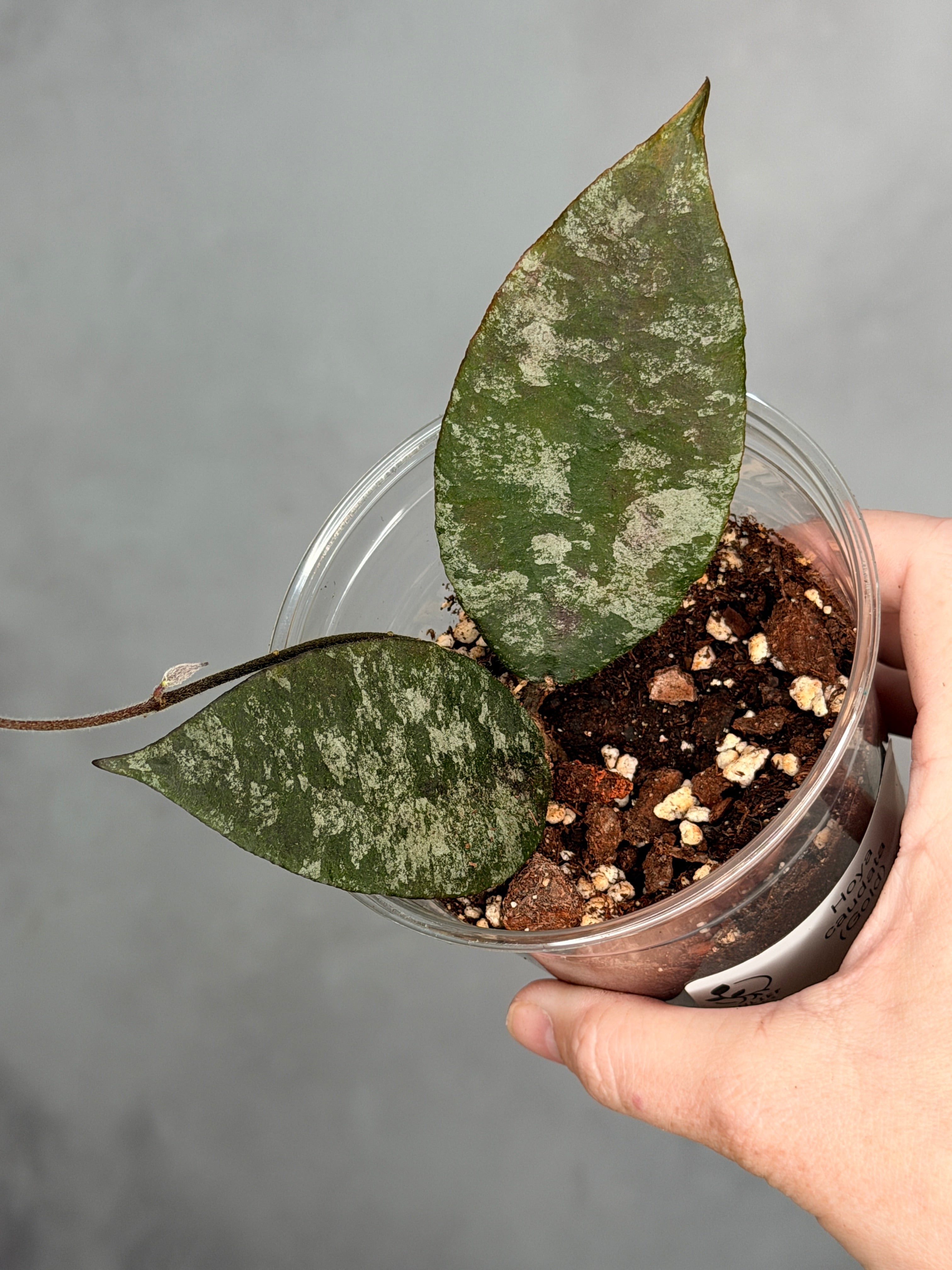 Hoya caudata (Gold)