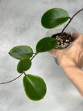 Hoya ‘Pennys Treat’ MB1405b