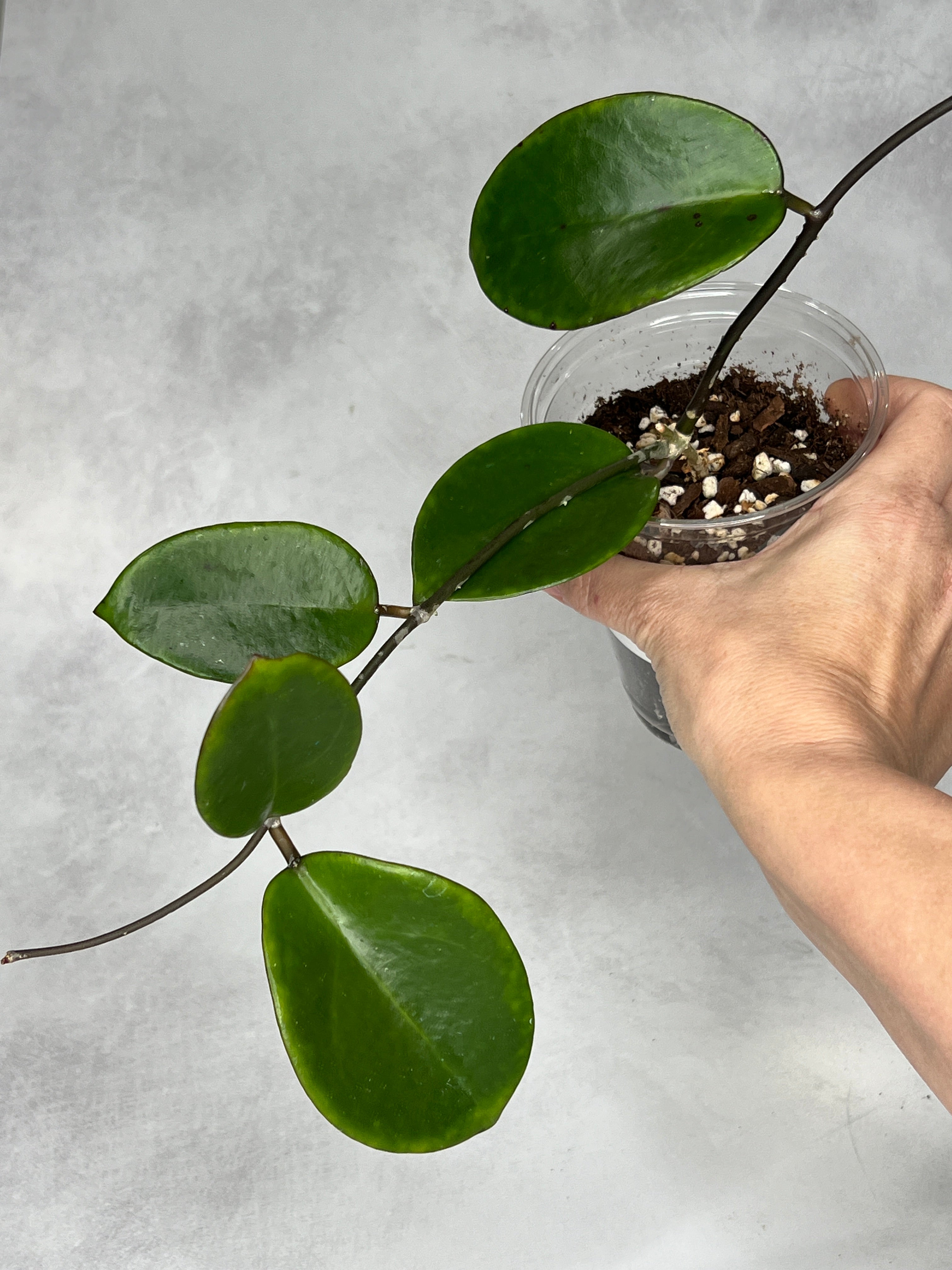 Hoya ‘Pennys Treat’ MB1405b