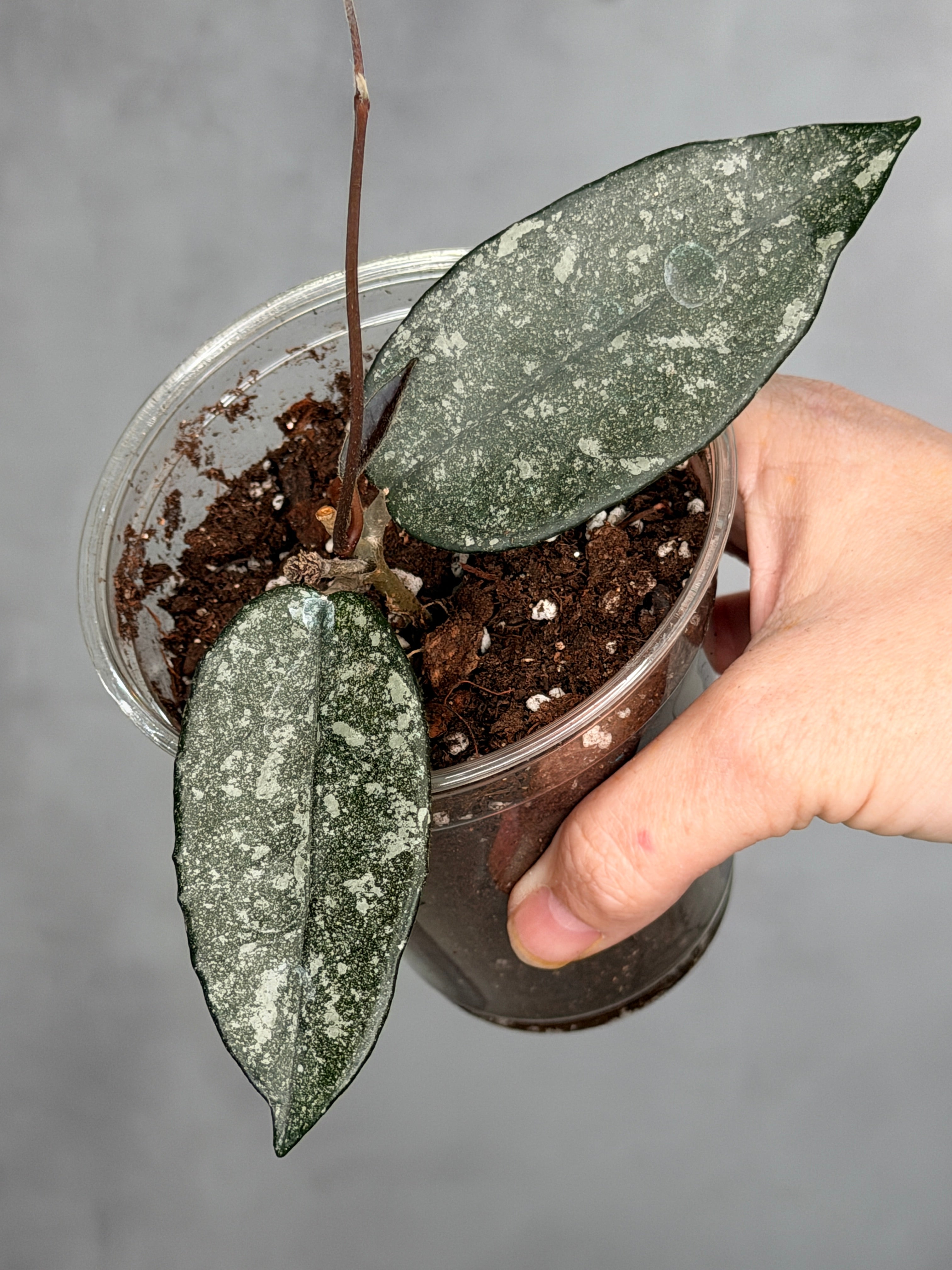 Hoya dasyantha (Splash)