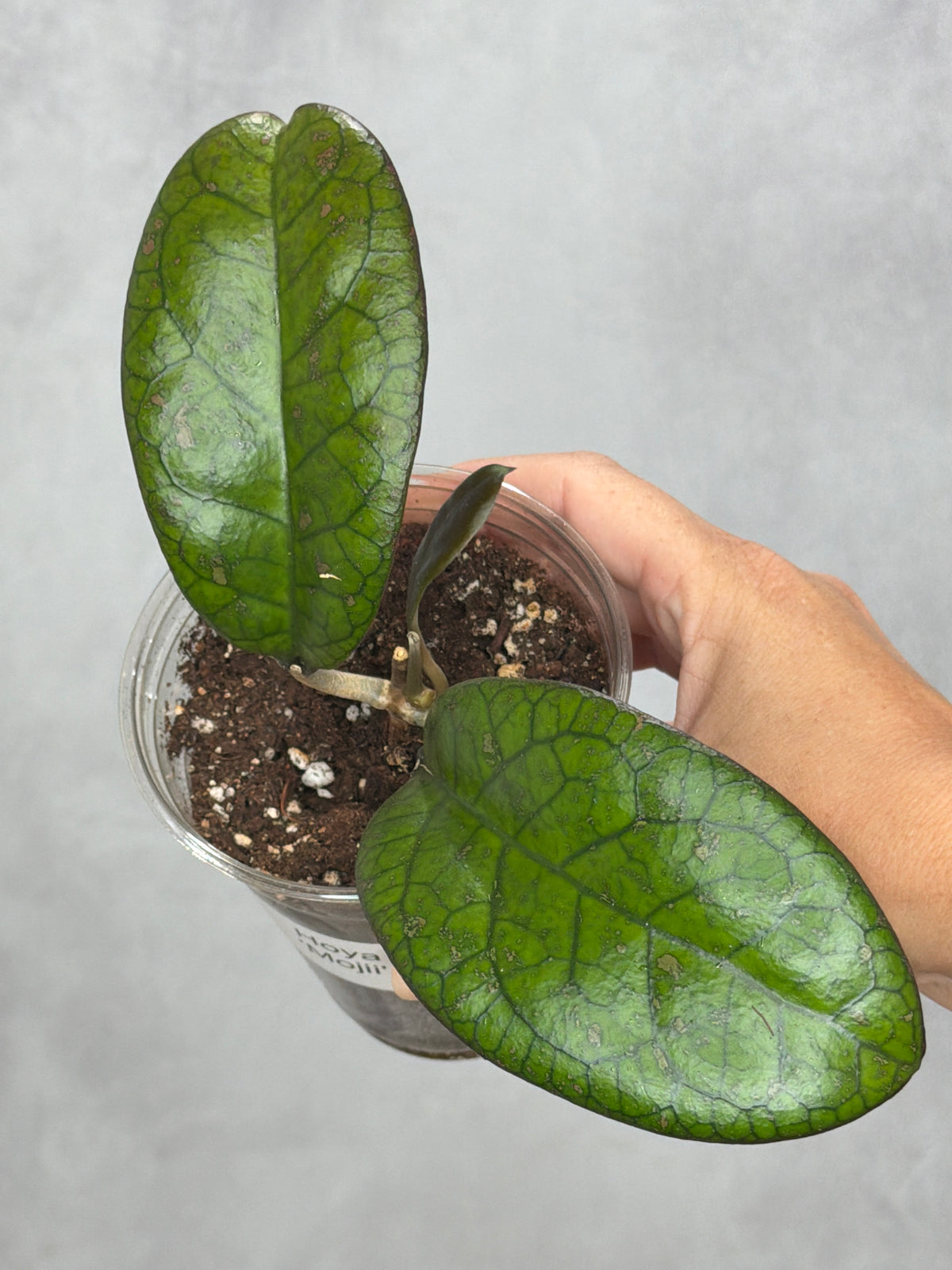Hoya 'Mojii'