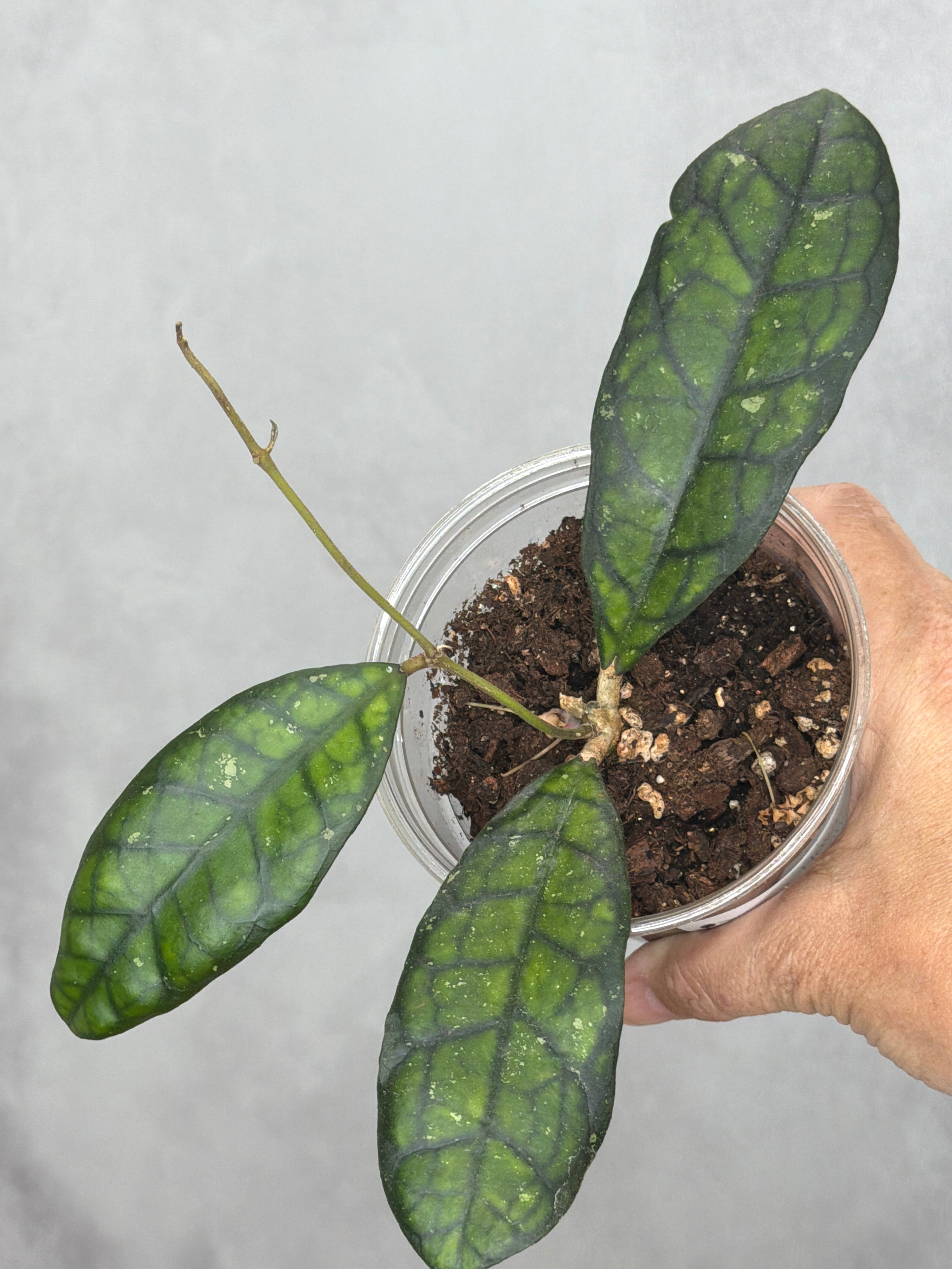 Hoya calistophylla 'Black Cat'