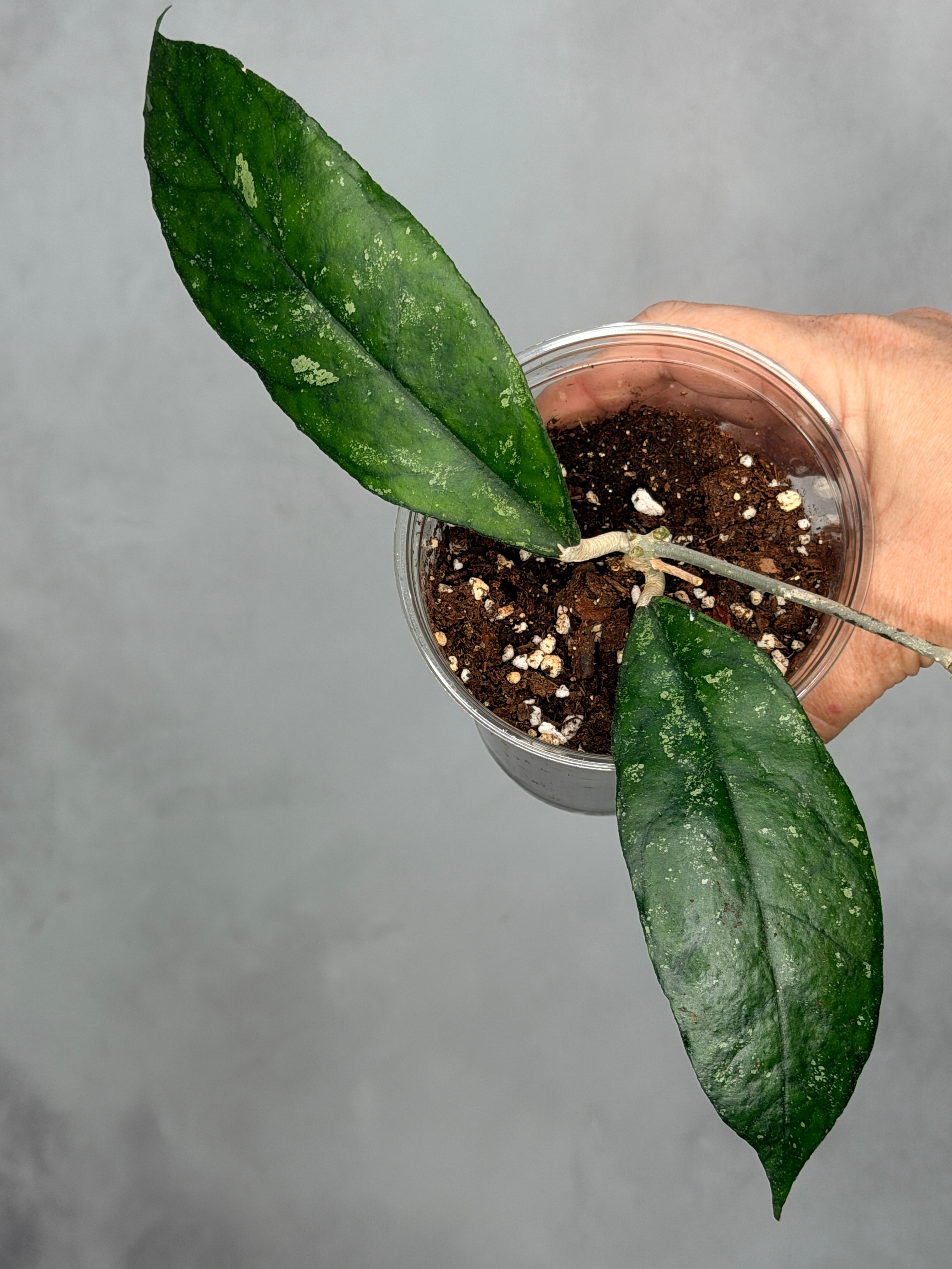 Hoya sp Bahoi
