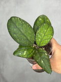 Hoya 'Larisa'