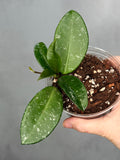 Hoya 'Heidi'