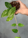 Hoya verticillata (splash, NOID)