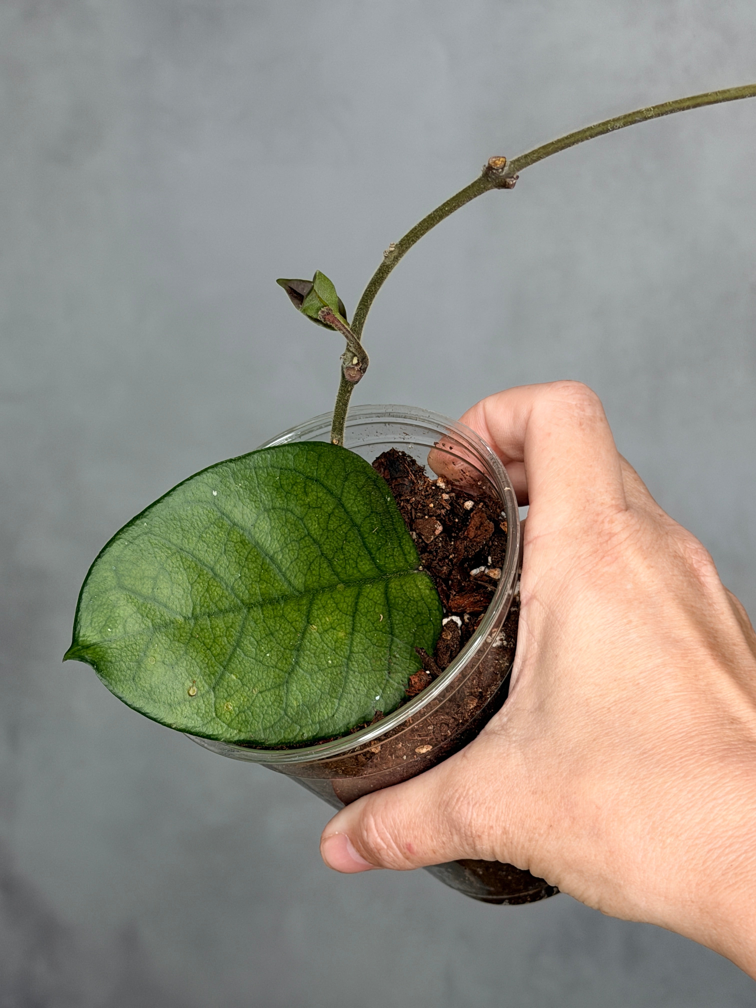 Hoya 'Col. Meekins' 6