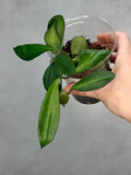 Hoya sp. RHM 030-011