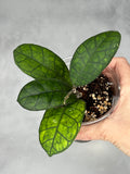 Hoya sp. Kapit (Borneo)