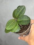 Hoya elliptica