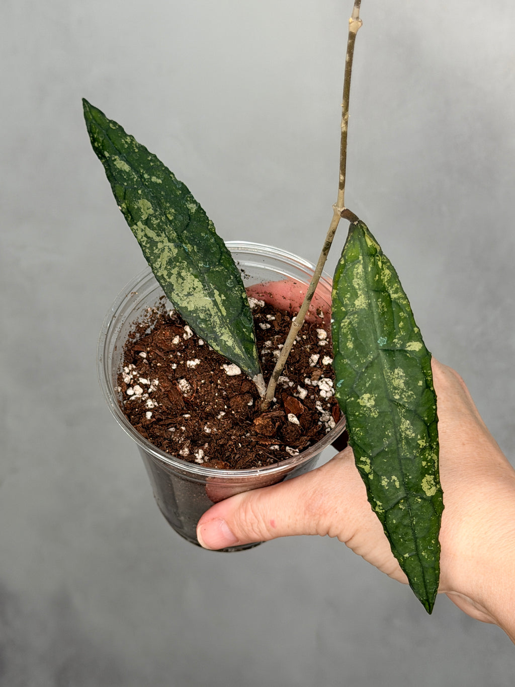 Hoya clemensorium