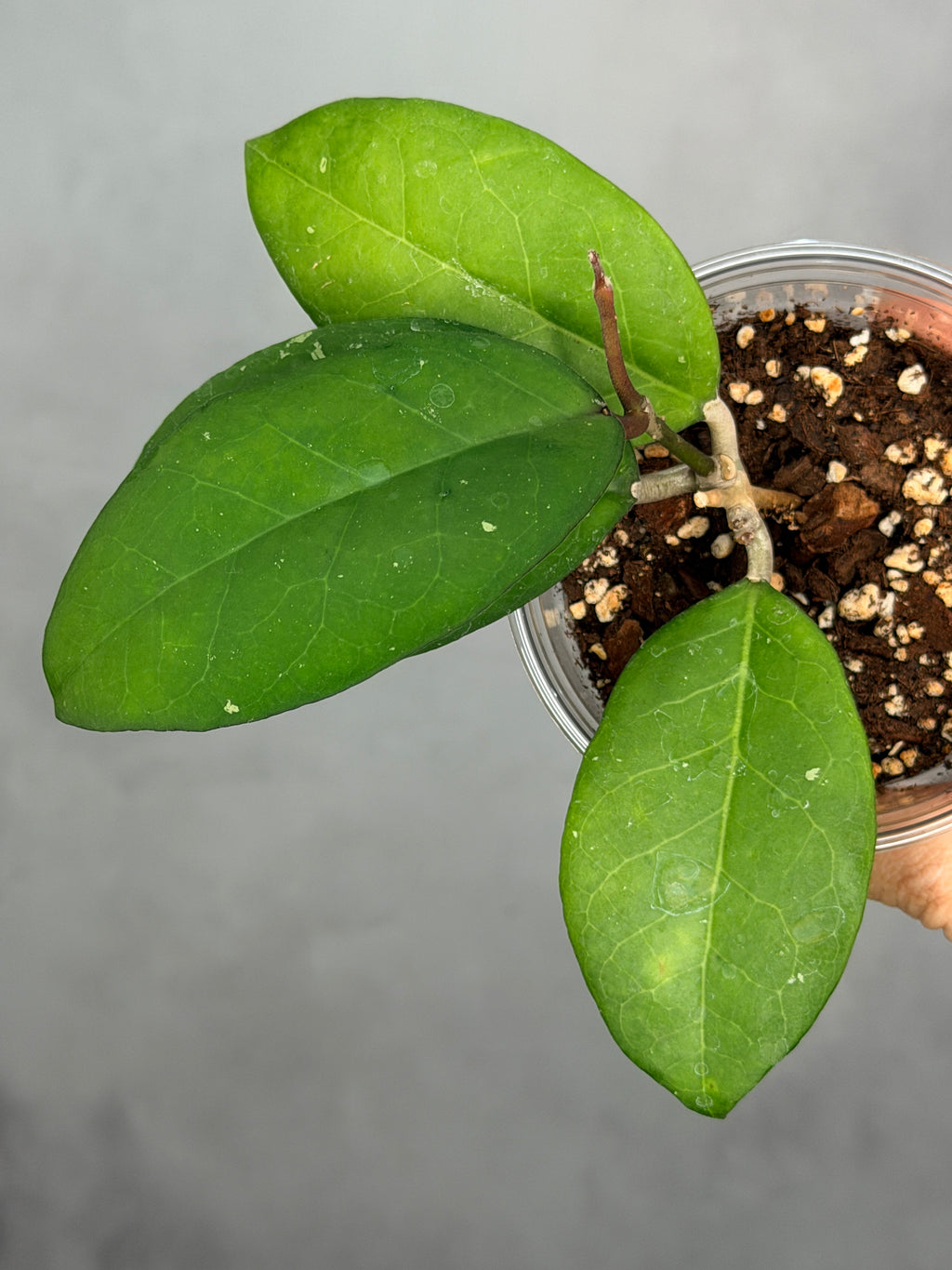 Hoya sp. EPC 1018 (Red Corolla)