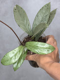 Hoya pubicalyx 'Pink Silver Ghost'