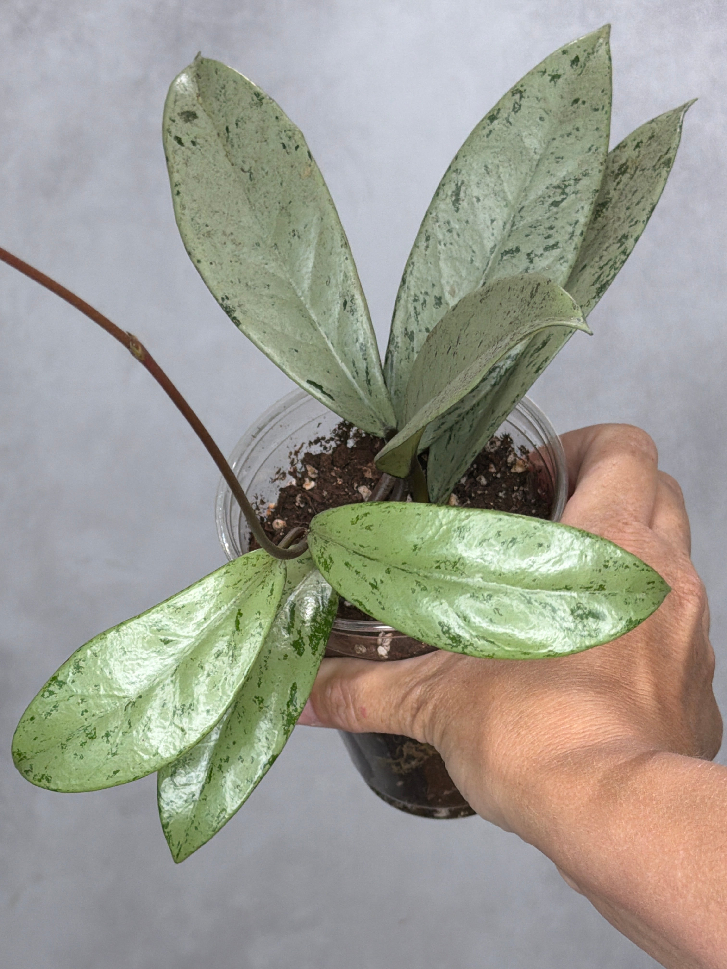 Hoya pubicalyx 'Pink Silver Ghost'