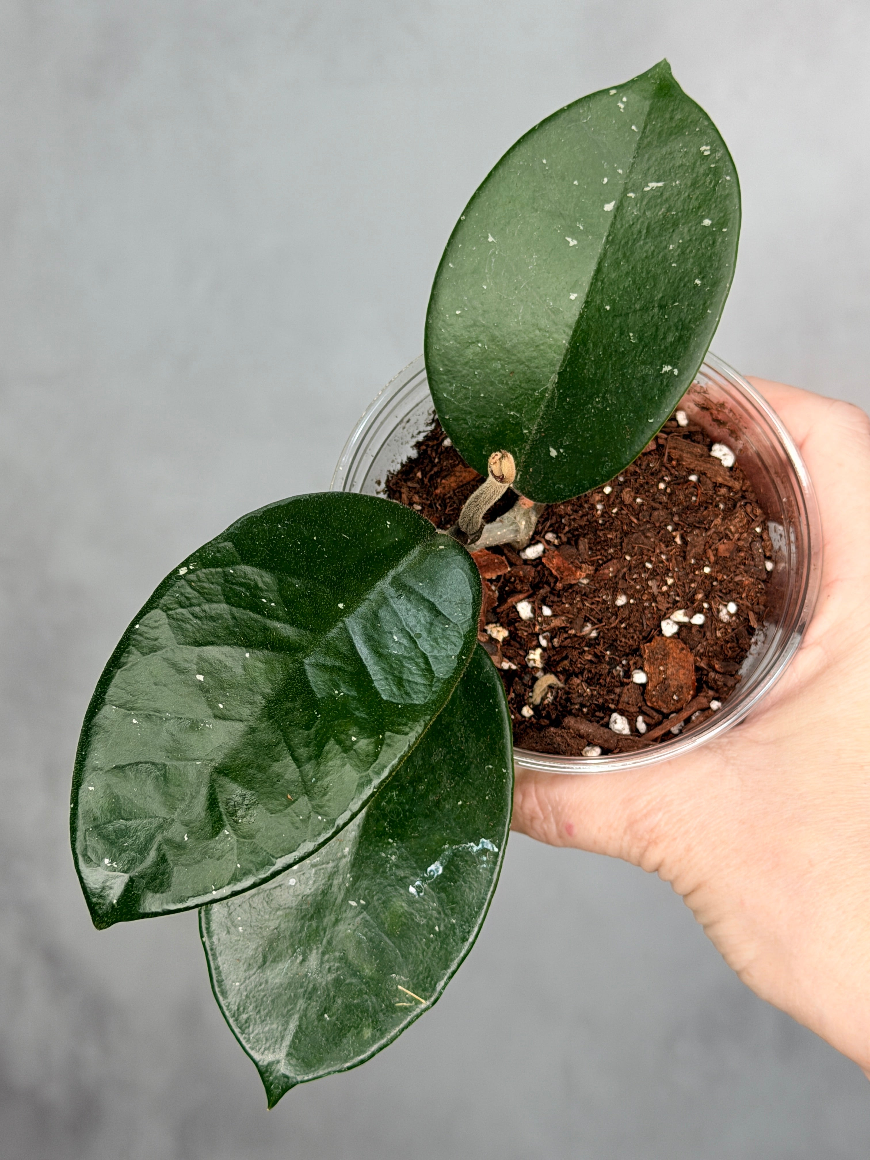 Hoya fungii (seedling, splash)