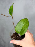 Hoya fka Fusco Marginata