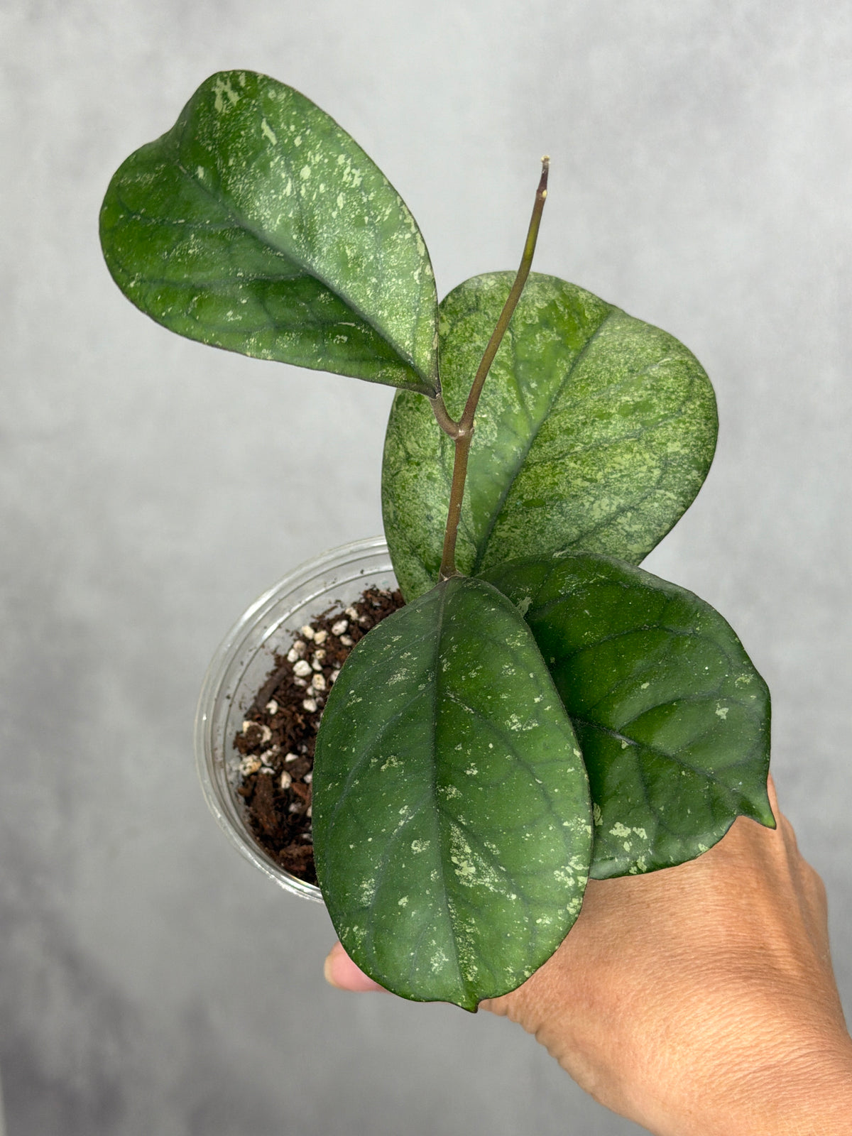 Hoya sp. (seed selection by Patcharawalai)