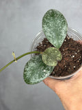 Hoya wamaniae 'Cloud Sky'2